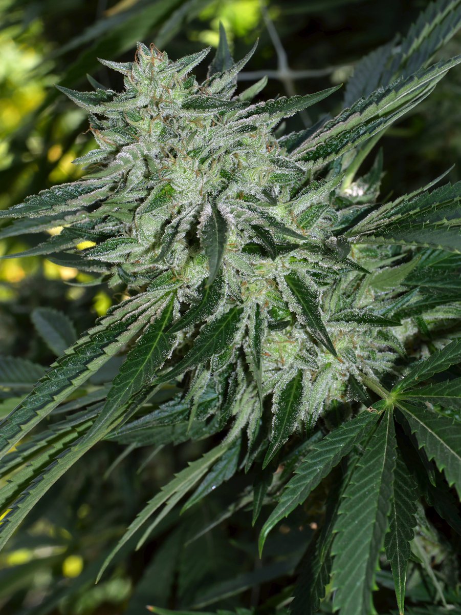 Strain Feature: Double OG Sourkush. Double OG Sour bx'd to the original SFV OG clone. 75% OG &amp; 25% Sour. Flavor is a deep lemon/pine/fuel.