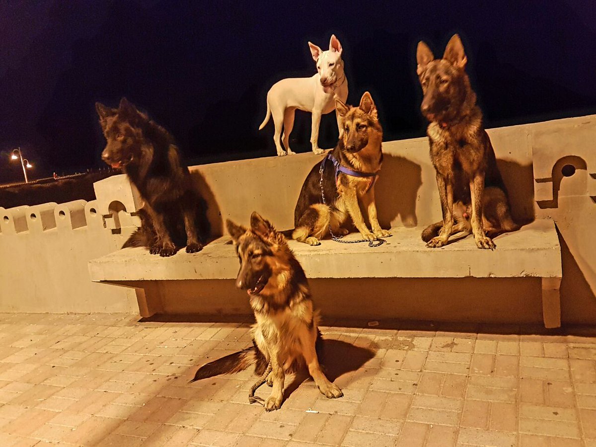 K9_alphateam's tweet photo. https://t.co/TMeJ6vzjfT