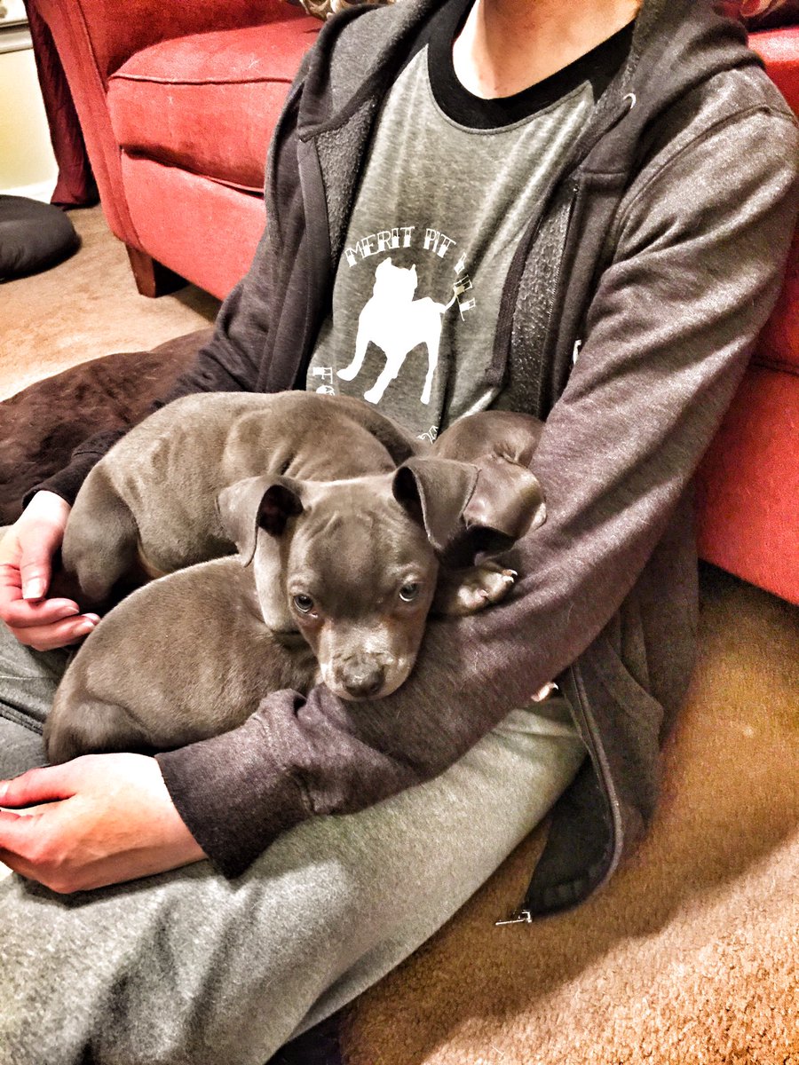 Uroplatus99's tweet photo. @PitsNParolees_  #ShowUsYourPits https://t.co/Uv9qwM3EeP