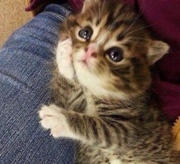 OneTrueTweeter's tweet image. 