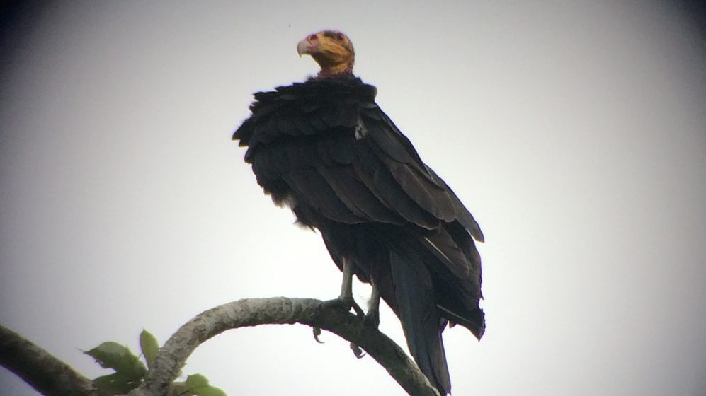 zero353's tweet image. Jungle adventuresintheether.wordpress.com/2016/11/03/jun…