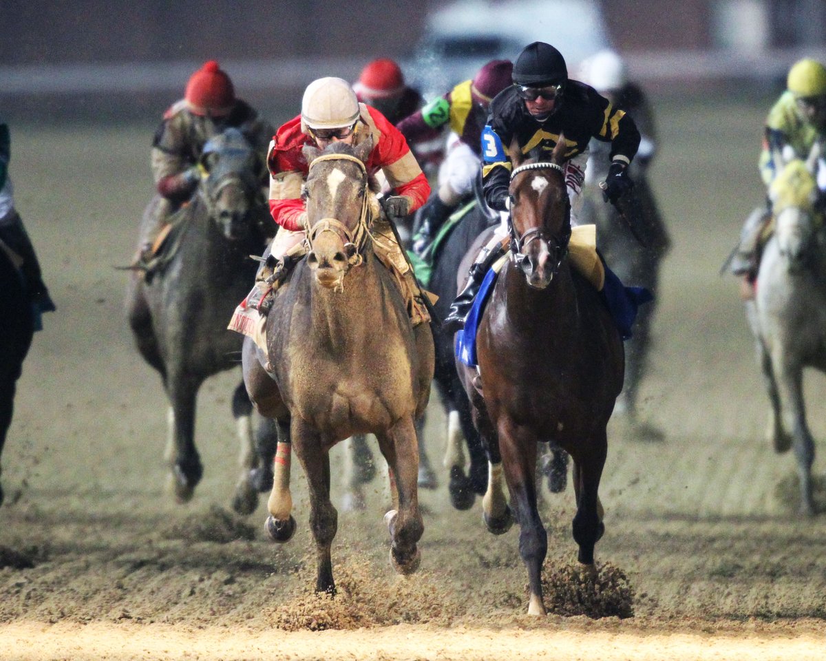 Resultado de imagen para wild shot horses imagenes kentucky jockey club