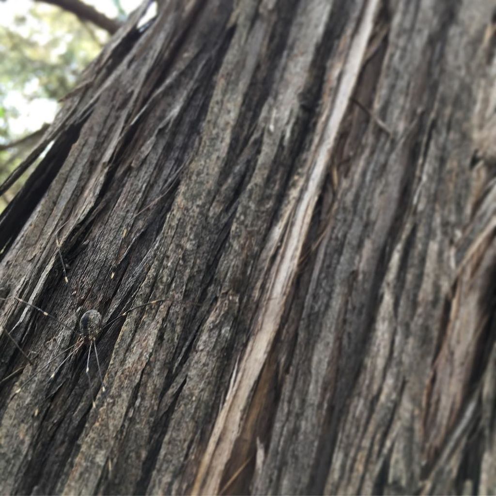 quemeanswhat's tweet photo. Do you see what I see?! 🌿
#holaqueridos #txlatinoblog
#texasblogger #latinablogger #cultur… https://t.co/9o3xp4cs1e https://t.co/0o2wQ4Cry4