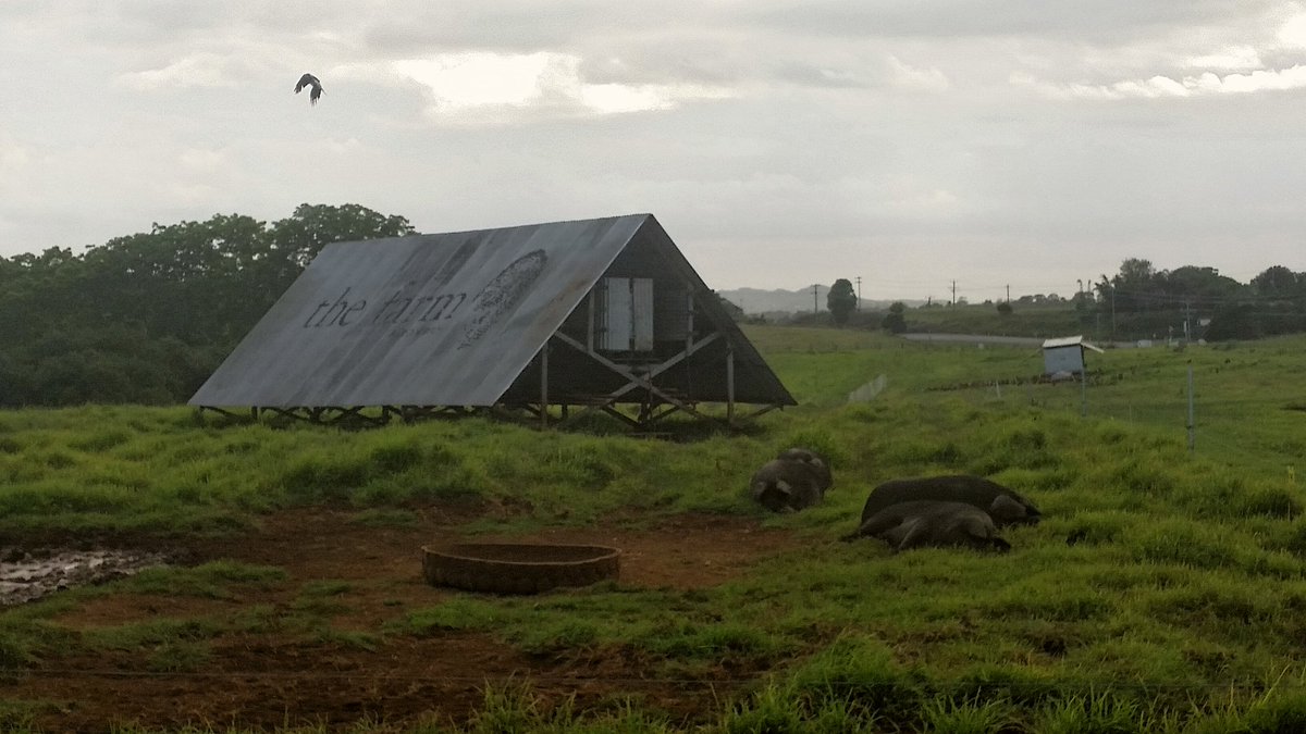 PetaLenane's tweet photo. Pastured Pigs PD Part 2 complete! https://t.co/JgX5GKnlf4