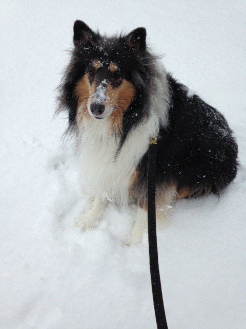 Brenda McLaughllin tweet media