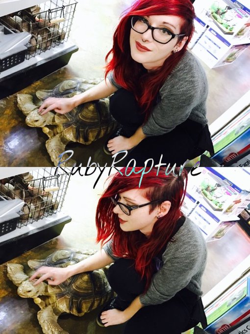 tortoises
