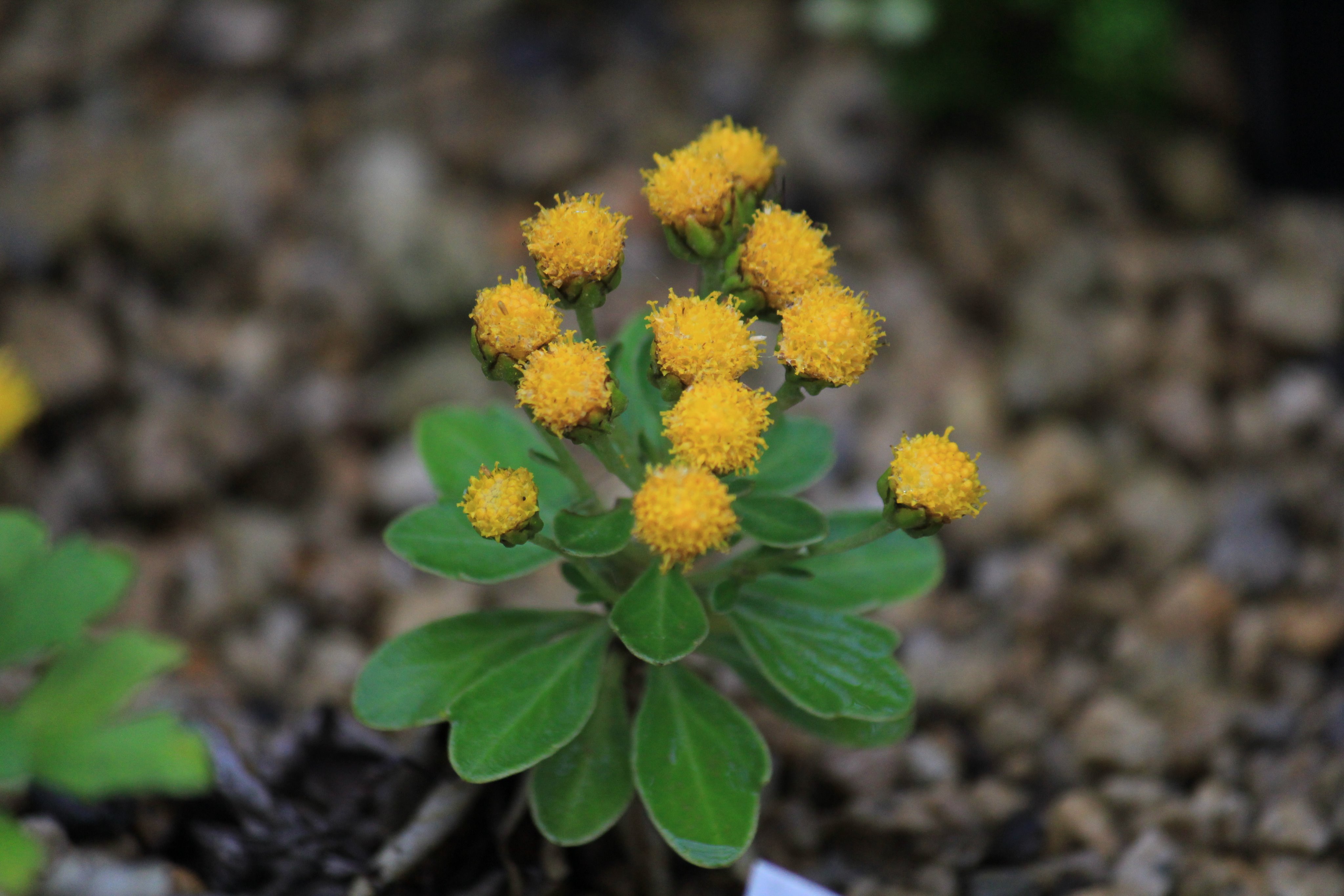咲くやこの花館 高山植物室でキク科 シオギク をパチリ 一見花びらがないように思いますが こちらは舌状花 ぜつじょうか をもたないため そのように見えています 徳島県や高知県の海岸の崖に生息しています そのため シオカゼギク という