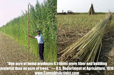 HempClothes's tweet photo. #Hemp can #SaveTheTrees 🌲🌳🍁 #CannabisActivist ✊ is #activism 📢 in #fashion! 💃🏽 #SupportHemp #Kickstarter #Fashion 👉 https://t.co/Dsy6ZkZIv7 https://t.co/EeqZsXxheE