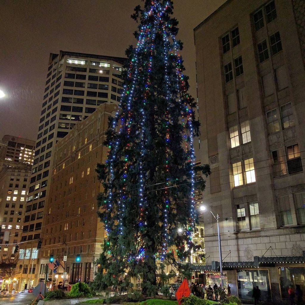 itsmartin's tweet image. #Seattle&apos;s original and living #ChristmssTree. #fourthandvirginia