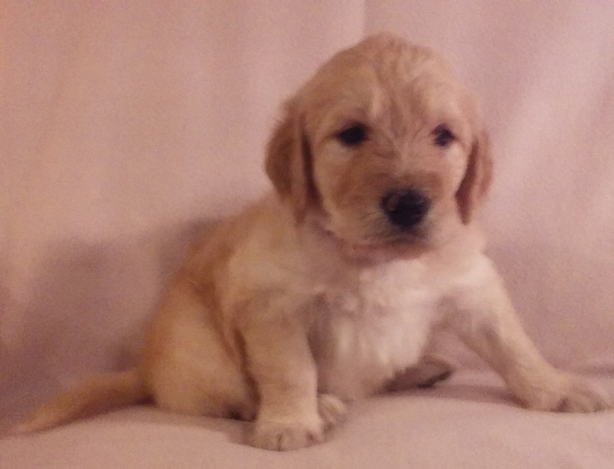 Welshdoodles's tweet photo. Only 1 little precious girl left in our current litter! She's absolutely adorable! https://t.co/KS4ZlPg1ci @Welshdoodles  #goldendoodles https://t.co/b97LyEgxfz