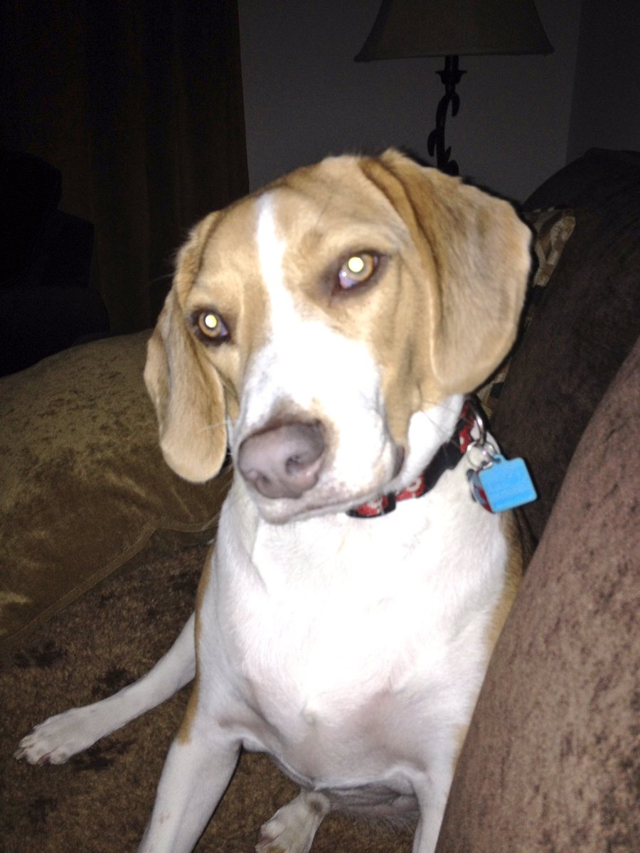LokiTheBeagle's tweet photo. #5YearsOfLoki #October2012
These are the last pics before #SuperstormSandy destroyed @frkmgnt1 mom&amp;sister's houses https://t.co/7FkWNcZXlT