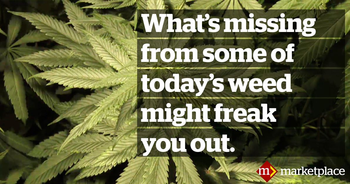 cbcmarketplace's tweet photo. What's in today's weed? We tested 12 popular strains and found that it's changed: https://t.co/YmV48HcBcr https://t.co/RGKqybi2YG