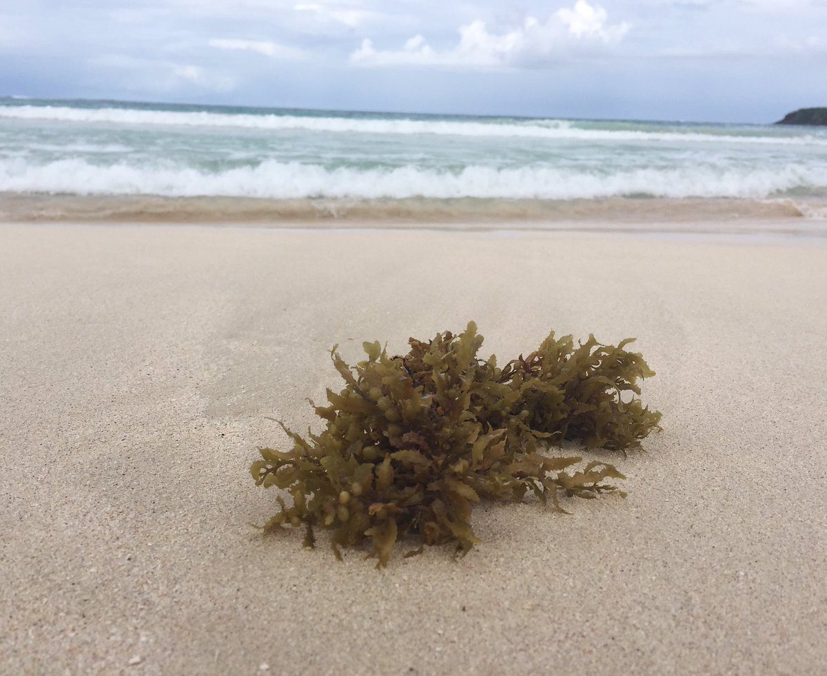 BreezyRivulet's tweet photo. Seaweed on the shore. #seashore #seaweed #beach https://t.co/Vn3zcorQPq