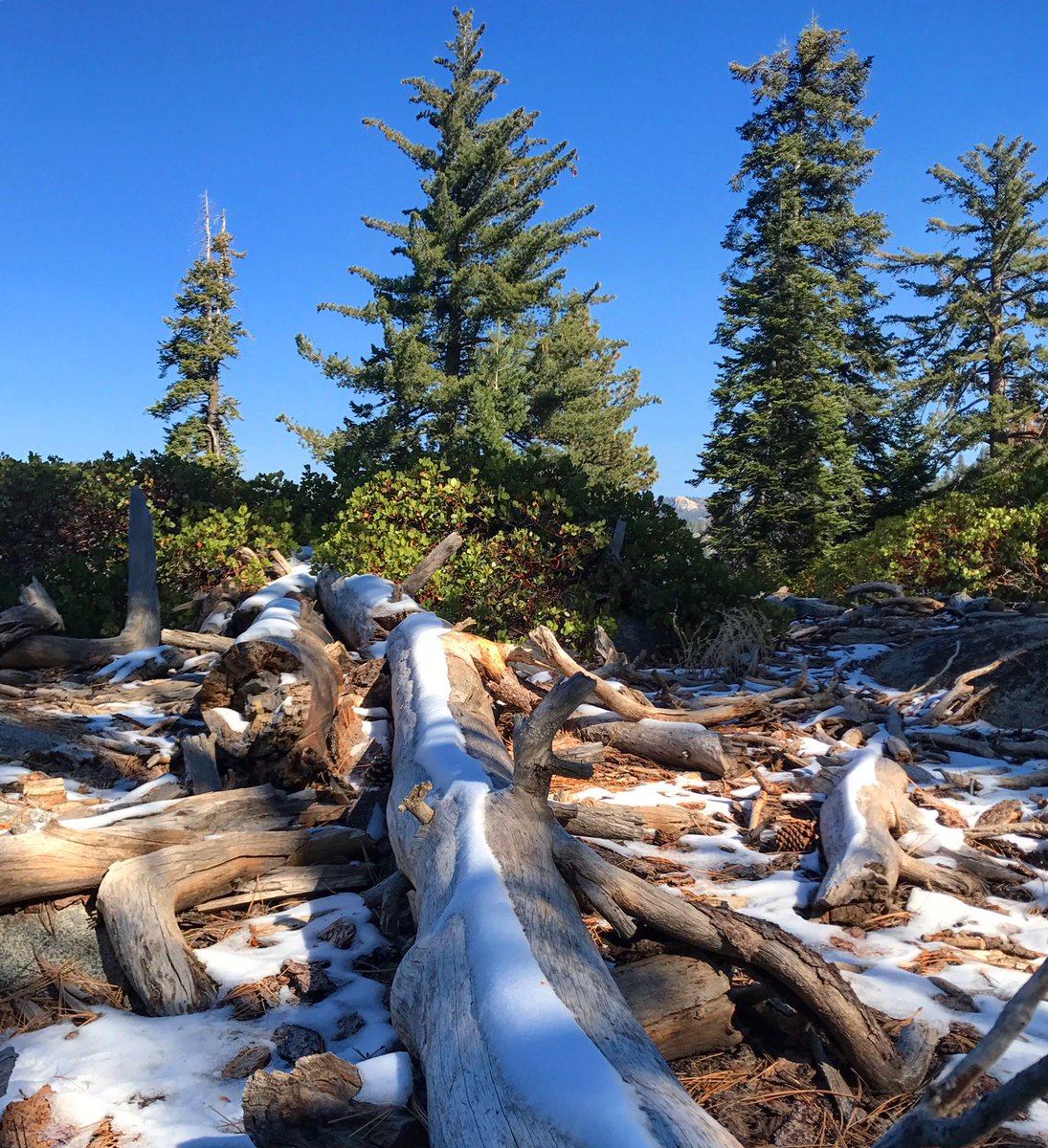#sequoia #nps #sequoianationalpark #forest #trees #nationalparks #mountains #snow #nature #naturephotography #travel #travelphotography