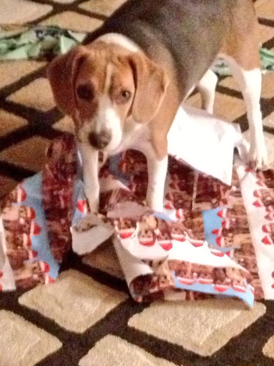 LokiTheBeagle's tweet photo. #5YearsofLoki #December2012 #oneyearanniversary 
My second Christmas, &amp; @frkmgnt1 let me help w/the wrapping paper https://t.co/4lsFSNlzId