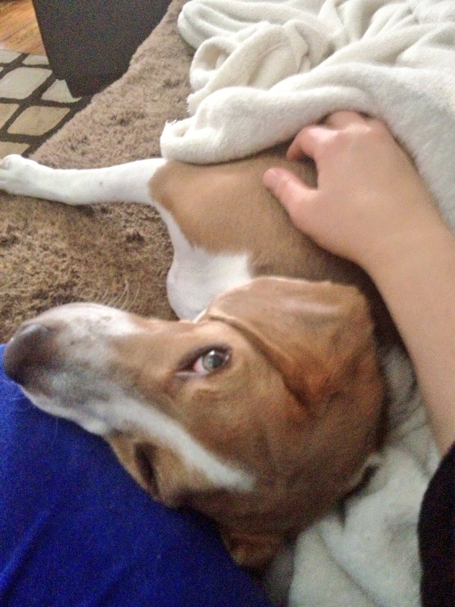 LokiTheBeagle's tweet photo. #5YearsofLoki #December2012 #oneyearanniversary 
My second Christmas, &amp; @frkmgnt1 let me help w/the wrapping paper https://t.co/4lsFSNlzId