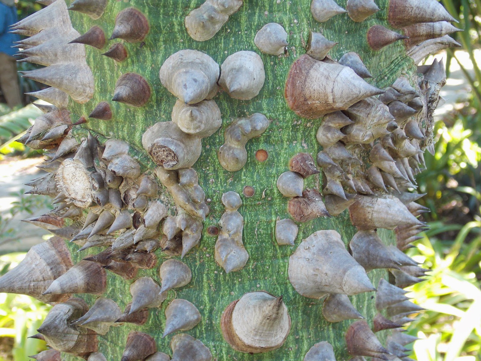 تويتر Pointless Stuff على تويتر In The Caribbean There Are Oysters That Can Climb Trees Https T Co 5lhh0o0low