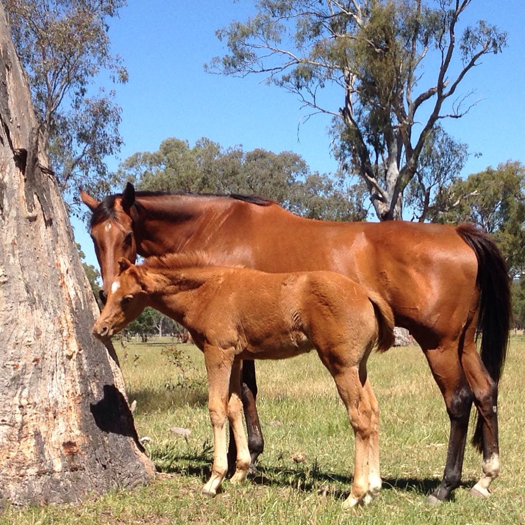 BorderBldstk's tweet photo. Some of Fast 'N' Famous' 2016 crop; colt x Valar Morghulis, filly x Madam Bubbles and filly x Cat Tales #foalsof2016 https://t.co/9EY3vzunqg