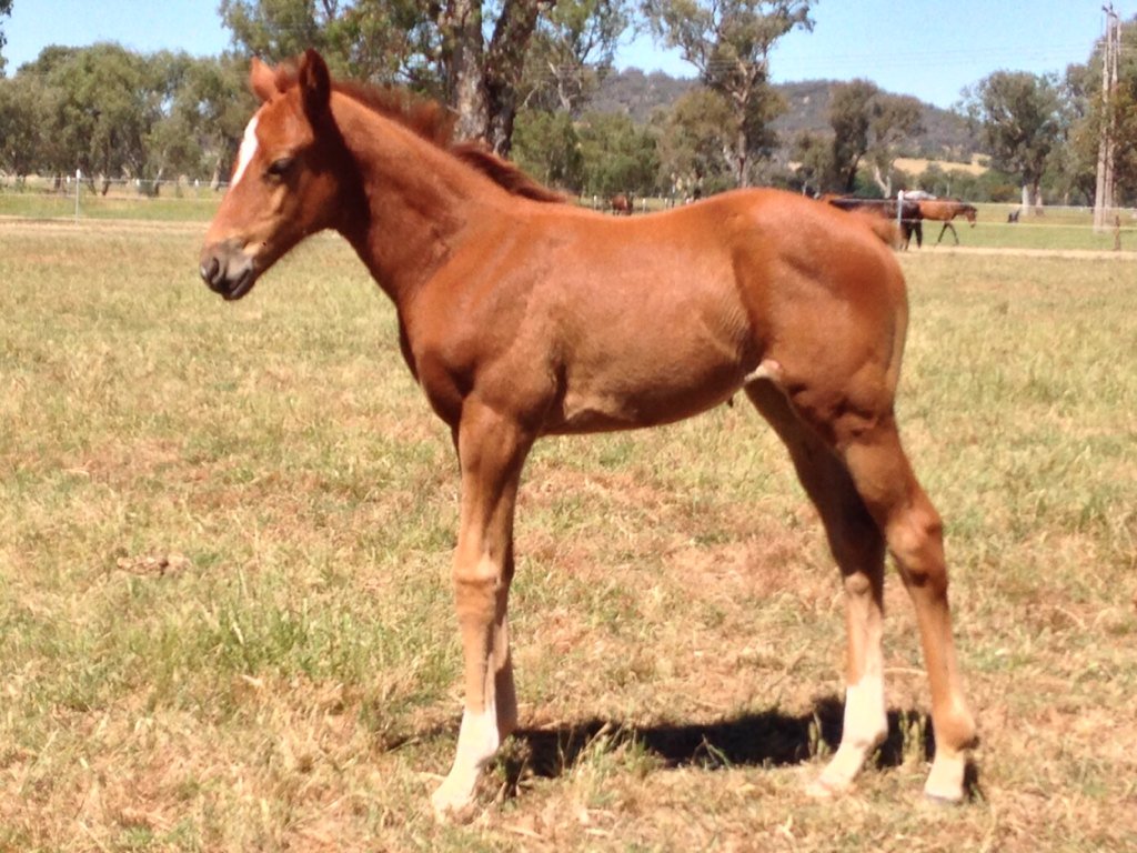 BorderBldstk's tweet photo. Some of Fast 'N' Famous' 2016 crop; colt x Valar Morghulis, filly x Madam Bubbles and filly x Cat Tales #foalsof2016 https://t.co/9EY3vzunqg