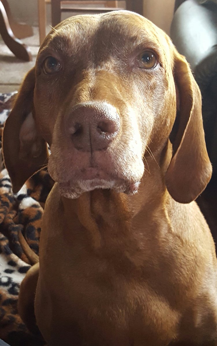 2DogsAtSunset's tweet photo. Well, I'll take a treat now 🐶 #Vizslas https://t.co/i0AgY4k6lJ