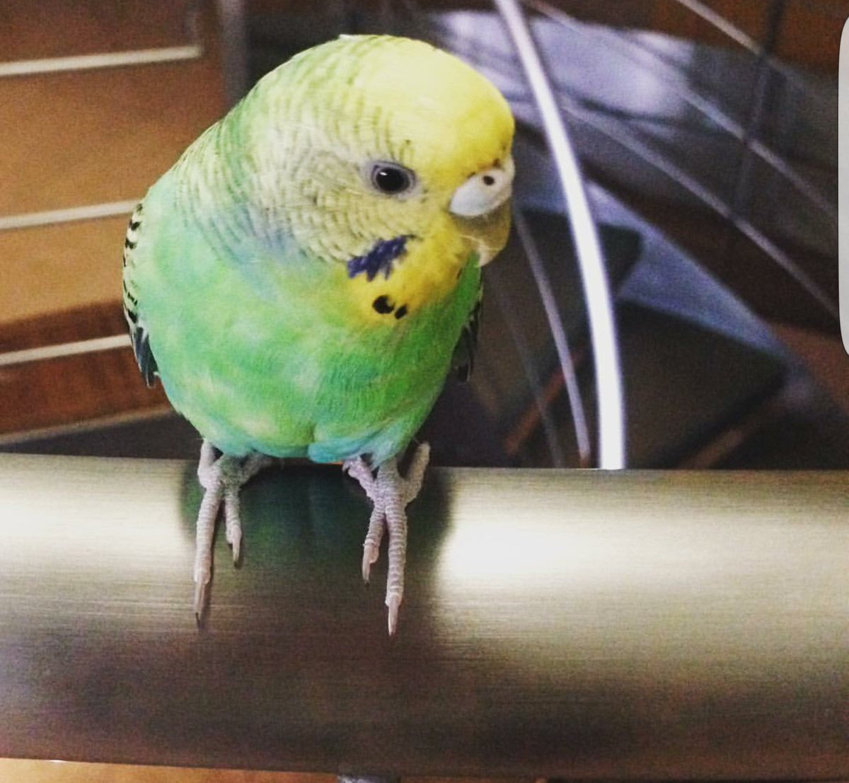 aco_ya's tweet photo. 【迷子・拡散希望】友人のセキセイインコが行方不明です。特徴：顔の周りが黄、頬に紺色の斑点、身体は緑、羽に黒が混じっています。人懐こくないため呼んでも来ないと思われます。場所は大阪府堺市北区北花田町です。
どんな些細な情報でも構いません。こちらのアカウントにご連絡お願いいたします。 https://t.co/UqL9MeiNLk