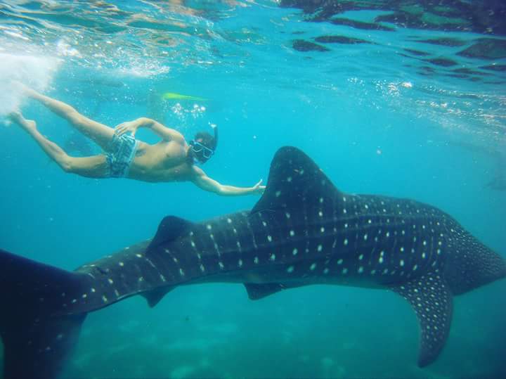 mayMay19Entrata's tweet photo. Hi @Barber_Edward_ i want you to visit here in oslob whale shark cebu city,&amp; will enjoy so much.God bless you always &amp; hope to see you soon. https://t.co/zrL78aEAzz