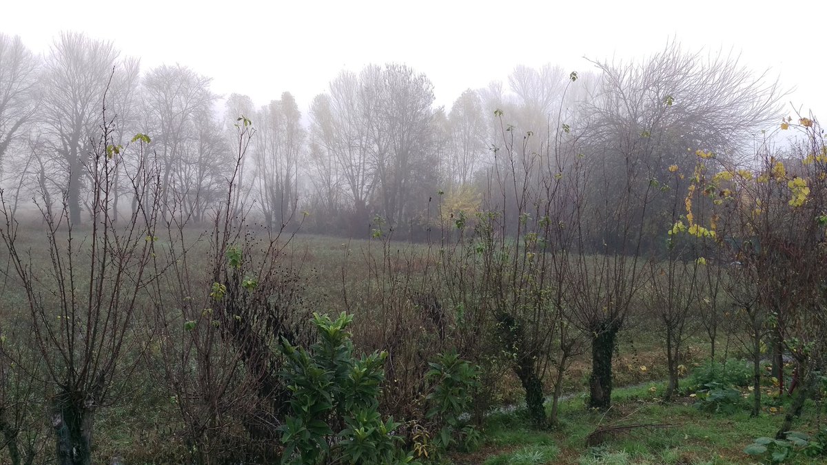 nicsat72's tweet photo. Domenica Nebbiosa...Impossibile da amare...Difficile da capire se non si è Veneti https://t.co/486LCPzlfh
