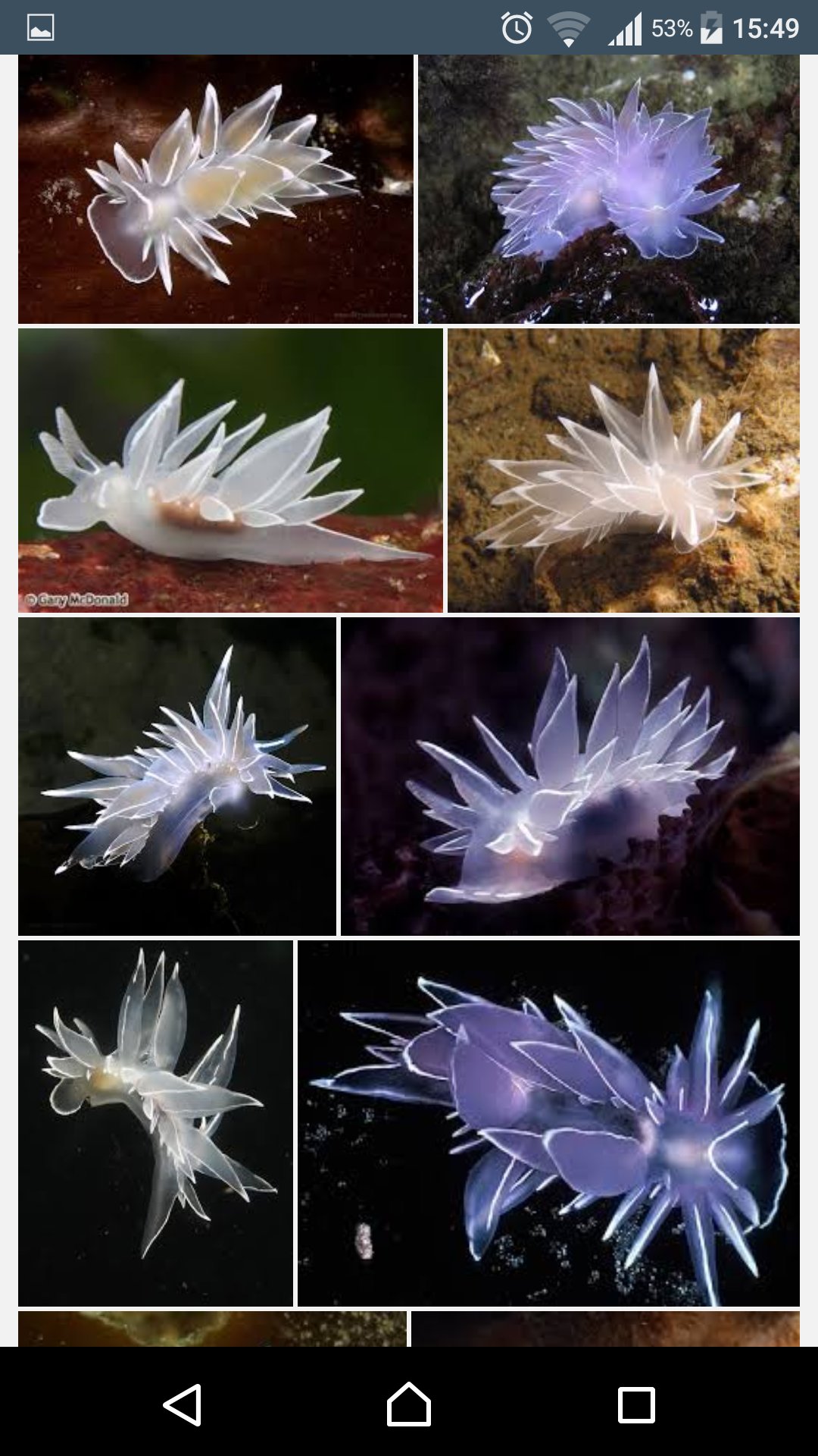 ハルキゲニア 隆月 アケボノウミウシの仲間の Dirona Albolineata って子がめちゃくちゃ可愛いの アケボノ ウミウシは最後の右下のオレンジっぽい子で 白い子は和名ないらしい ウミウシ水族館本当あって欲しい 行きたい T Co Jvsstb1kba