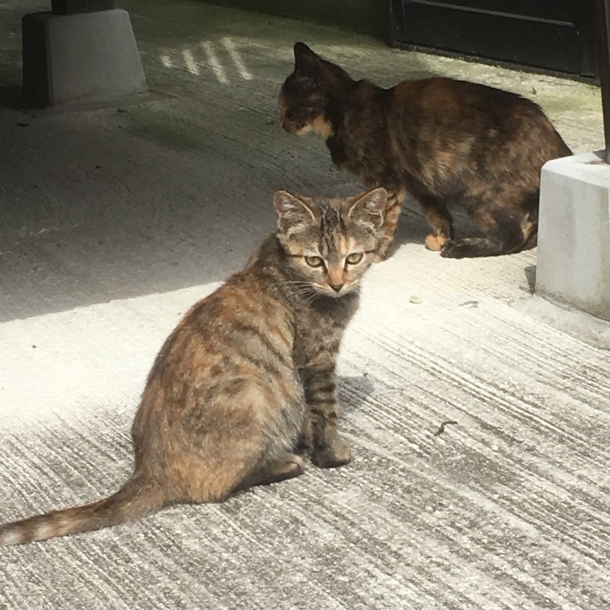 保護 したら 野良猫