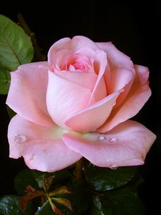lissybeth91's tweet photo. ...everything that grows
Holds in perfection but a little moment
#Sonnet15 #ShakespeareSunday https://t.co/YfDyA4NRhR