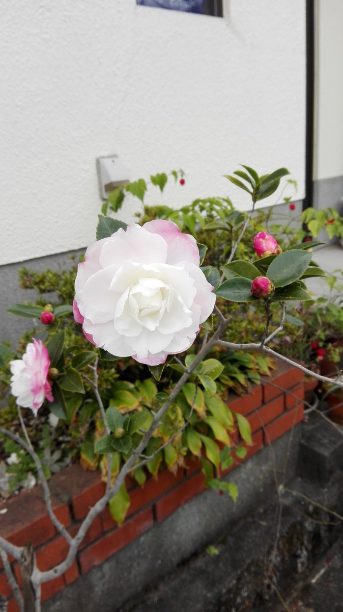 kft349's tweet photo. 今年もザンカが咲き始めました。白い花びらにピンクの衣をつけてます。小さな植木鉢ですが、頑張って咲いてくれました、けなげです。（花言葉＝ひたむき） https://t.co/apS8vJOzb7