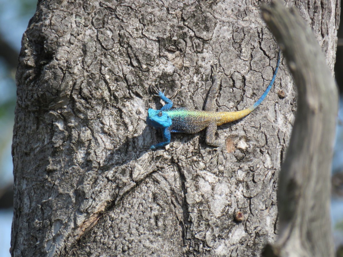 KurtSafaris's tweet photo. Just some random pics of the little things #kruger #wilderness @KurtSafaris @Outlooksafaris @SANParksKNP https://t.co/RVzCrXuRZR