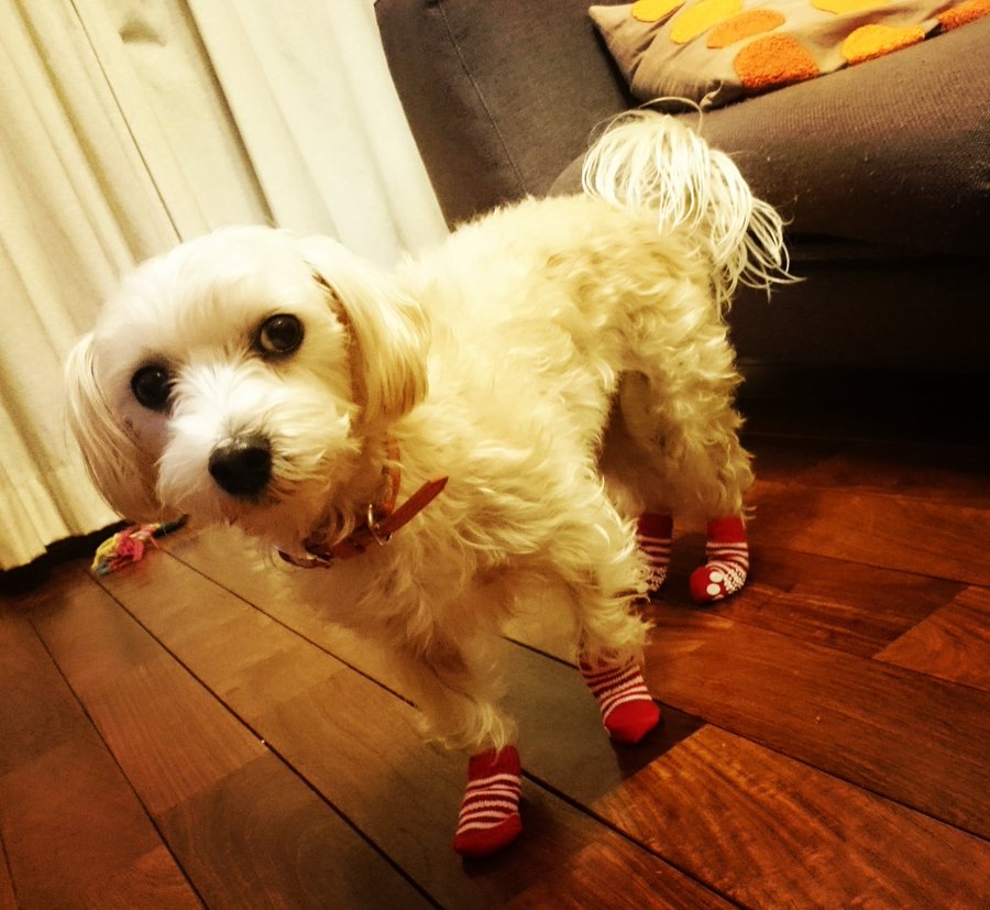 ダイソー 犬の服のサイズの目安は スイカ柄やレインコートも ふむふむ めも