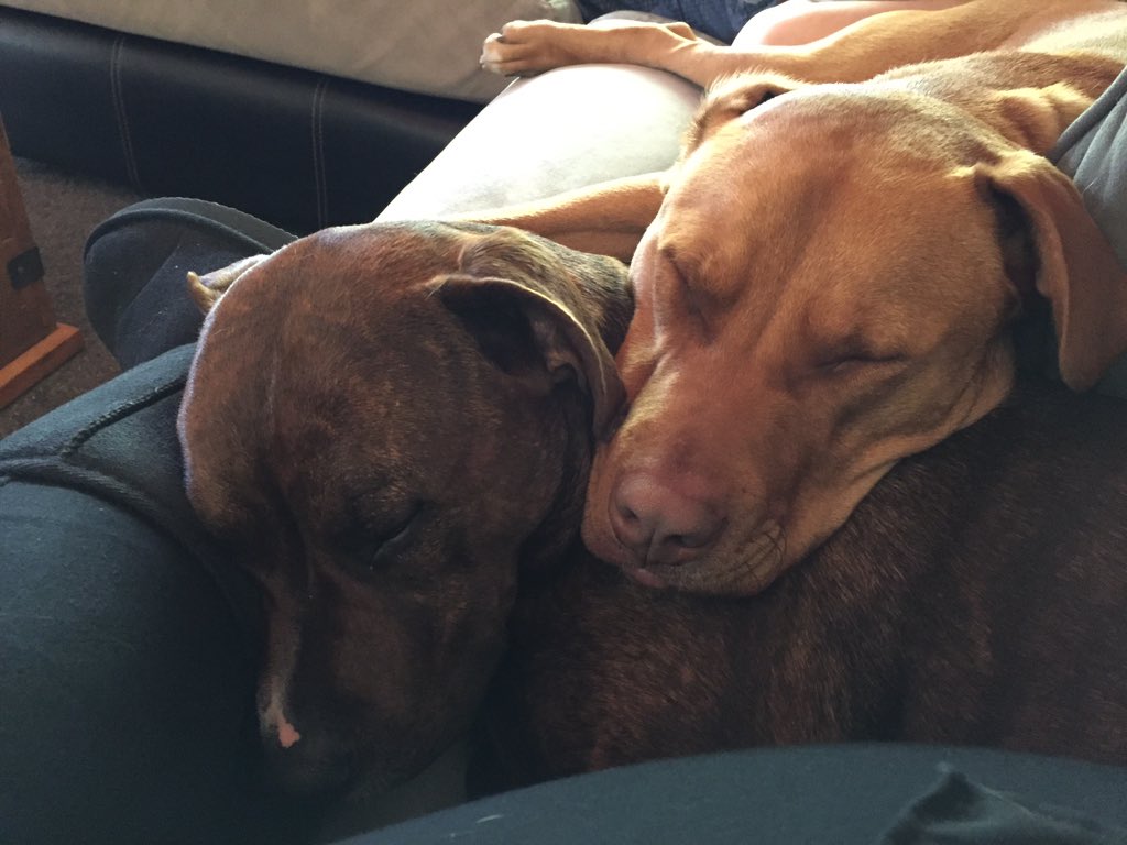milly5star's tweet photo. @HelenClifton8 @kiri_te_karnage @JayCee71 we're all good, dogs not bothered https://t.co/lHqOr7ha7k