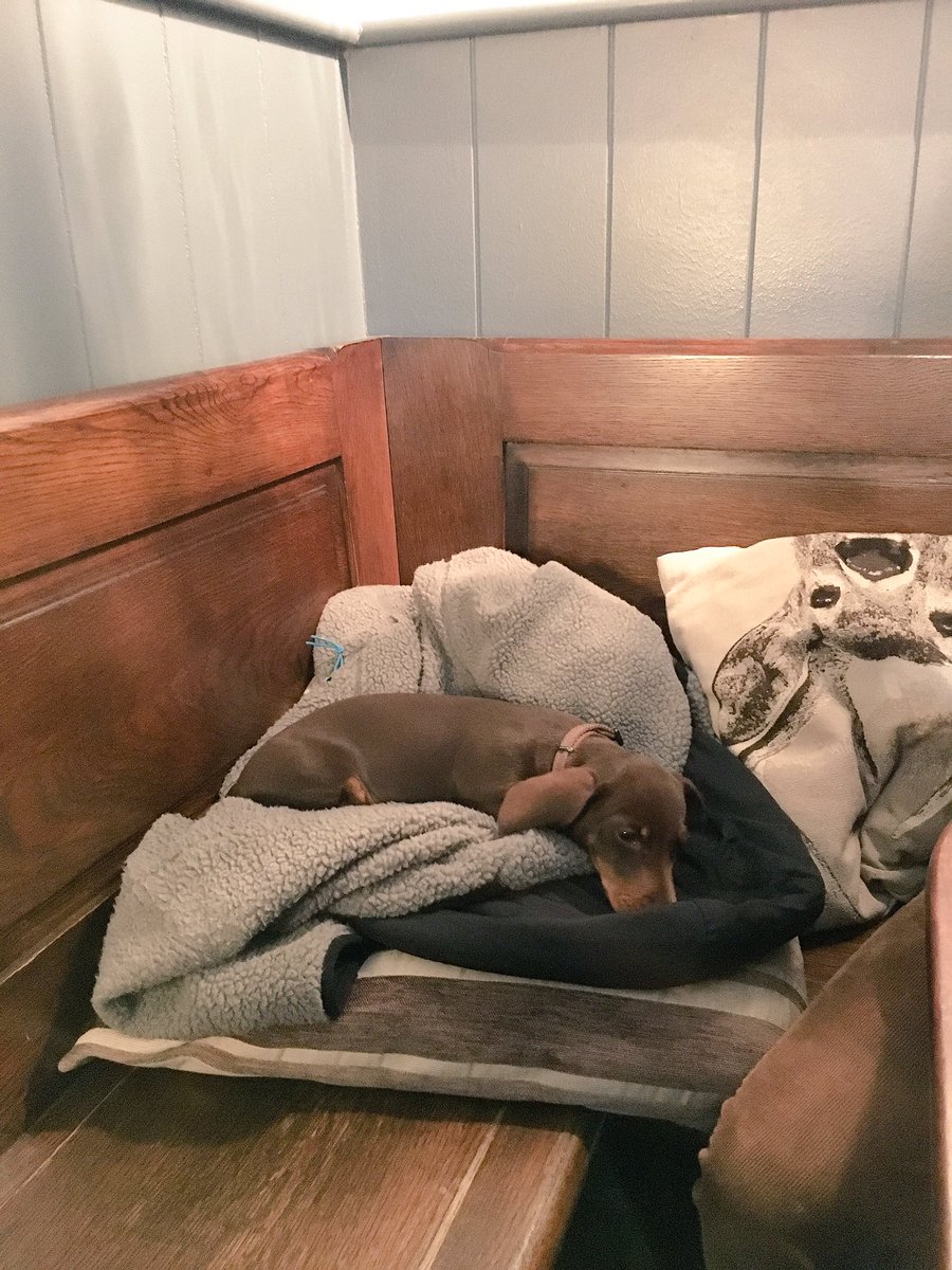 bigsuffolkcrawl's tweet photo. Sydney having a chilled Sunday @oakesbarn a few Sundays ago. #happysunday people https://t.co/l09t8QF3O8