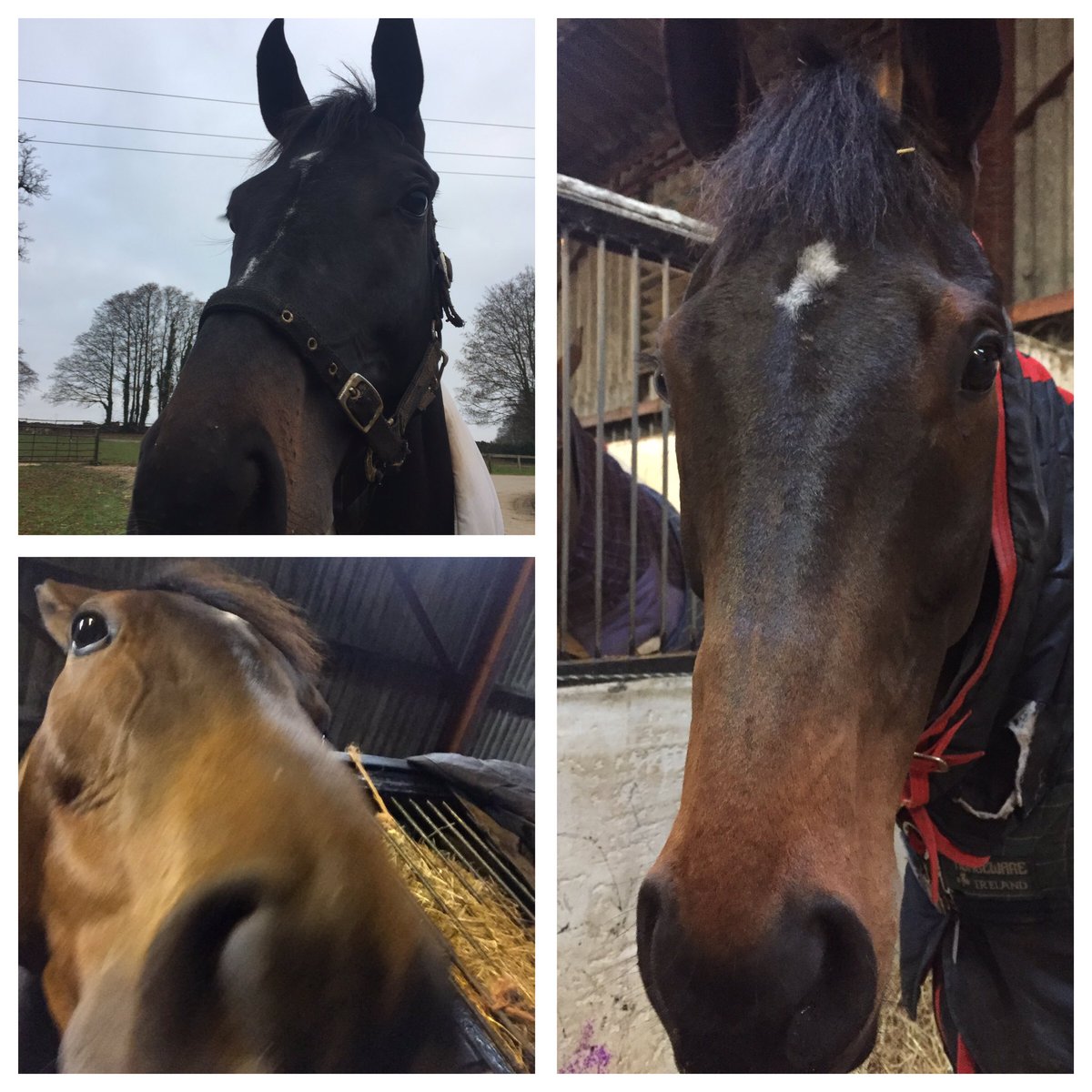 Shulton_Fay's tweet image. All boys happy and fine this morning ❤️#Blaklion #CalletMad #DeputyCommander