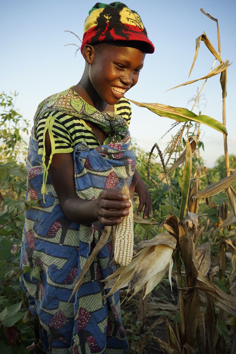 CGIAR's tweet photo. New Publications: With climate change, pests likely to spread to new agricultural areas: https://t.co/yEiudKjO9v @CIMMYT https://t.co/5S77W3V9jc