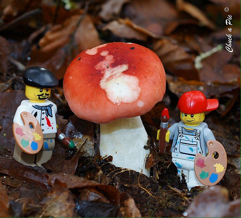 Chuck_a_Pic's tweet photo. #PointScience L'origine des champignons rouges enfin découverte 🙂 https://t.co/X2qGPMgMPa