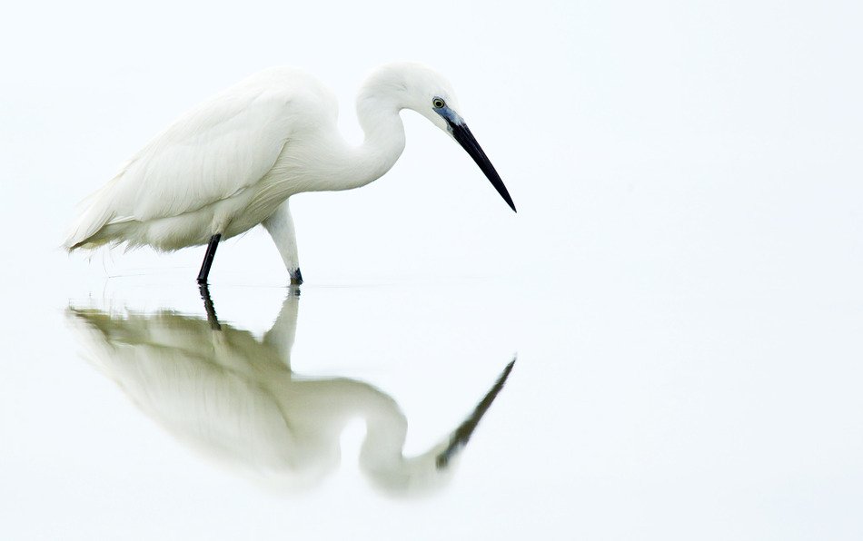 EarthShots's tweet image. RT Photo of the day: Serenity by Prelena Soma Owen earthshots.org/2016/11/sereni…