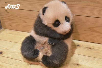 アドベンチャーワールド 公式 บนทว ตเตอร 赤ちゃんがほんのりピンク色なのはお母さんの愛情の印 愛情たっぷりに赤ちゃんをなめることでピンク色になっています 11月27日 70日齢 の体重 3 0g 名前募集はhttps T Co 93tfxvz3e8 パンダ パンダ赤ちゃん 名前募集