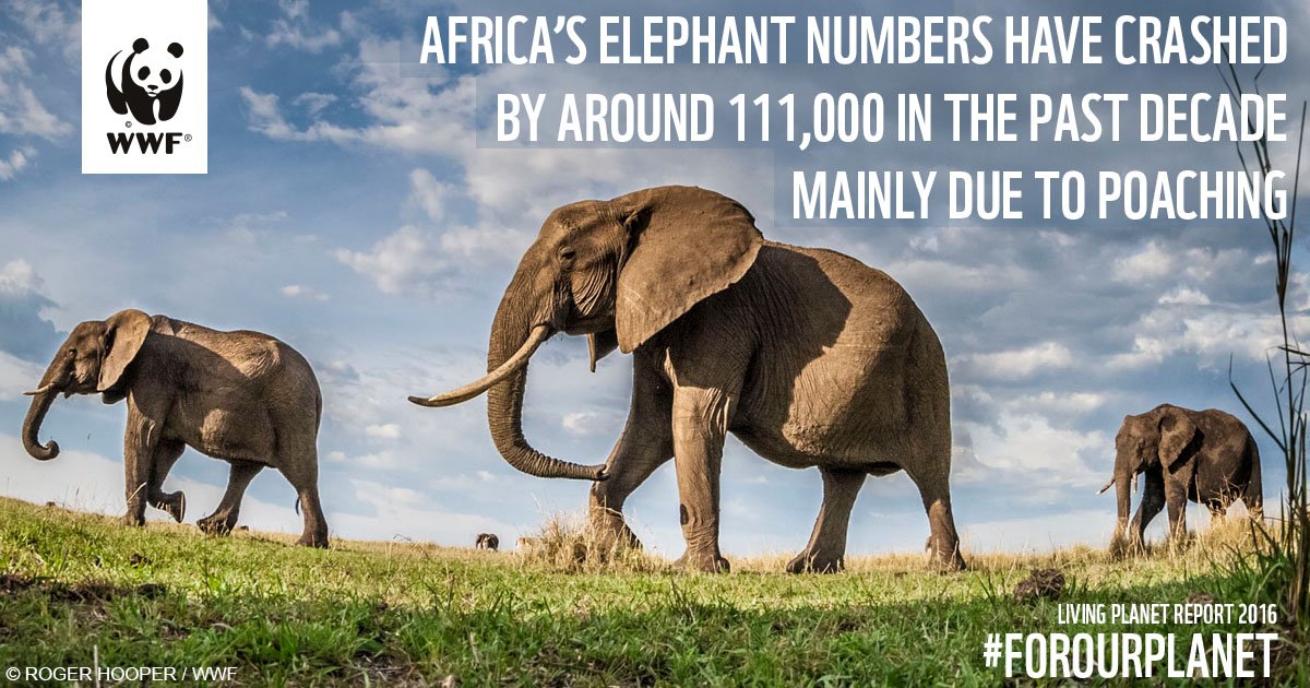 If we act now, our generation can protect the wildlife we cherish po.st/lpr #ForOurPlanet