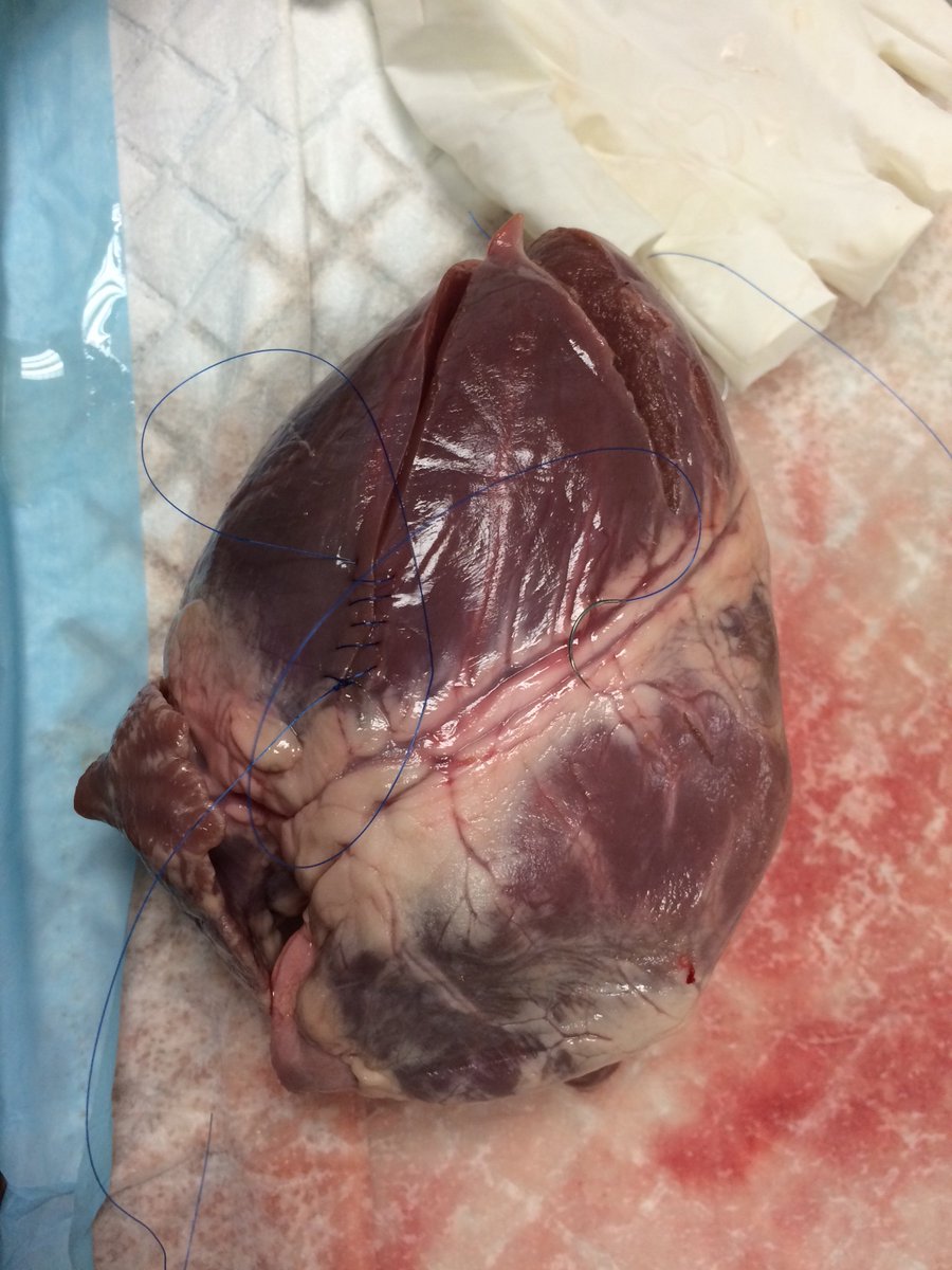 UNADCardioSoc's tweet photo. #Suturing #pig #hearts for #practice #brilliant #BUCA #cardiology #conference 💗👍 @BUCArdiology https://t.co/CM024V7YU8
