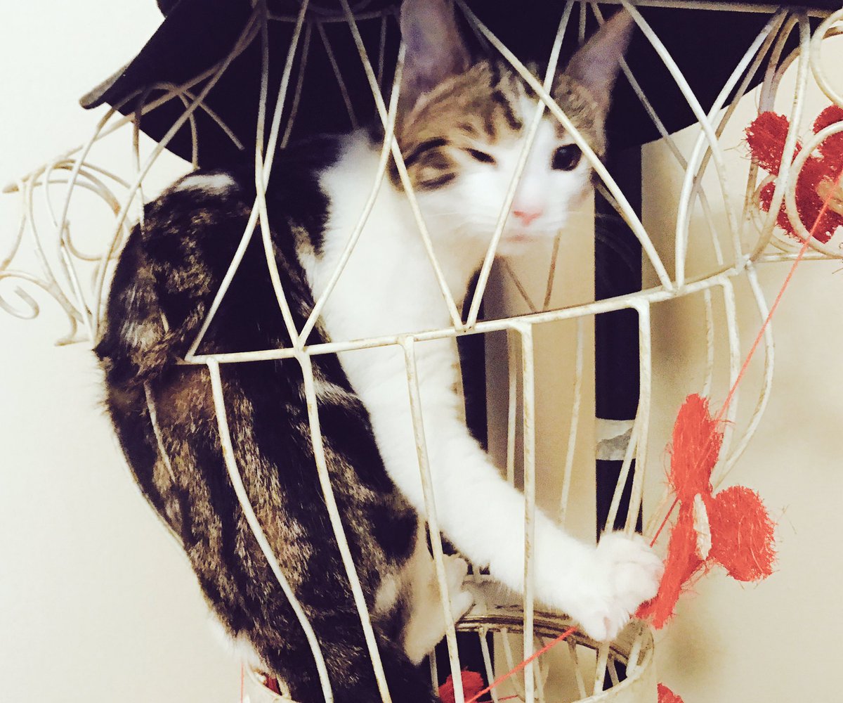 emmyjaneb's tweet photo. Yep! #stupidkitten #nowaydown https://t.co/XuI3fNnh3z