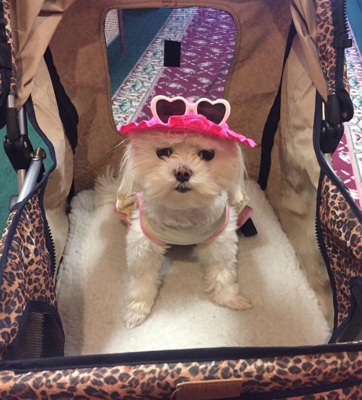 Danisingz's tweet photo. Happy Sunday from the smallest Kleha, Shyla-B!! #VIPpup #fashionqueen https://t.co/eLq8A1eNZS