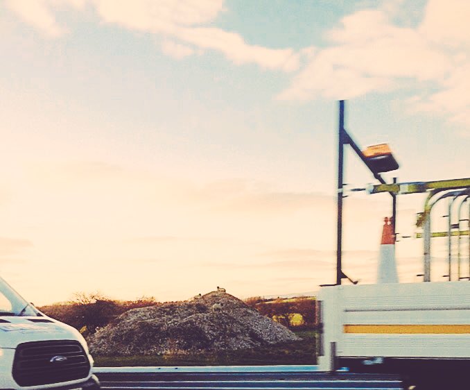 fixedgrinnart's tweet image. We spotted some sheep on a gravel mountain.