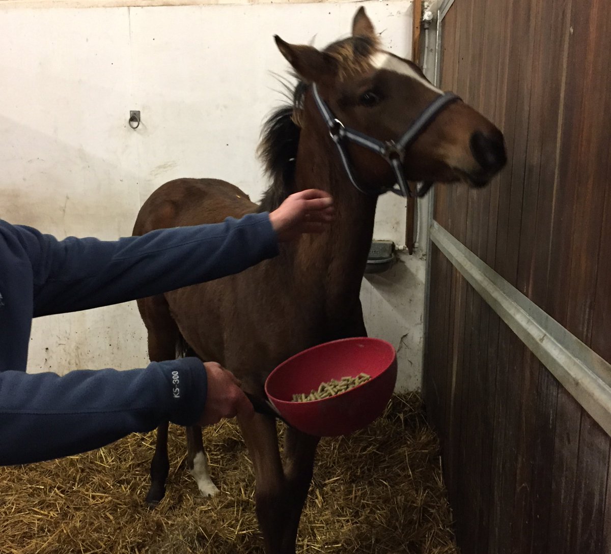 carlton_stud's tweet photo. Little Nixie a beautiful Phoenix Reach goal having his weekly visit from his owner Mr Ward. #nh #phoenixreach #colt #future https://t.co/Gufwr6EanC