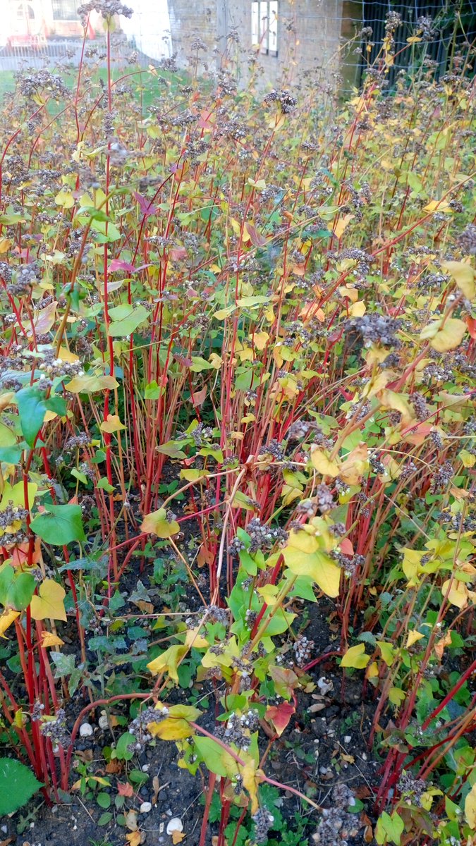 WindrushSquare's tweet photo. @brixtonwindmill buckwheat, The story in pictures. Were you waiting for part 2?  Here it is! Full marks for a yummy &amp;stunning looking crop! https://t.co/6PJdbcYrpq