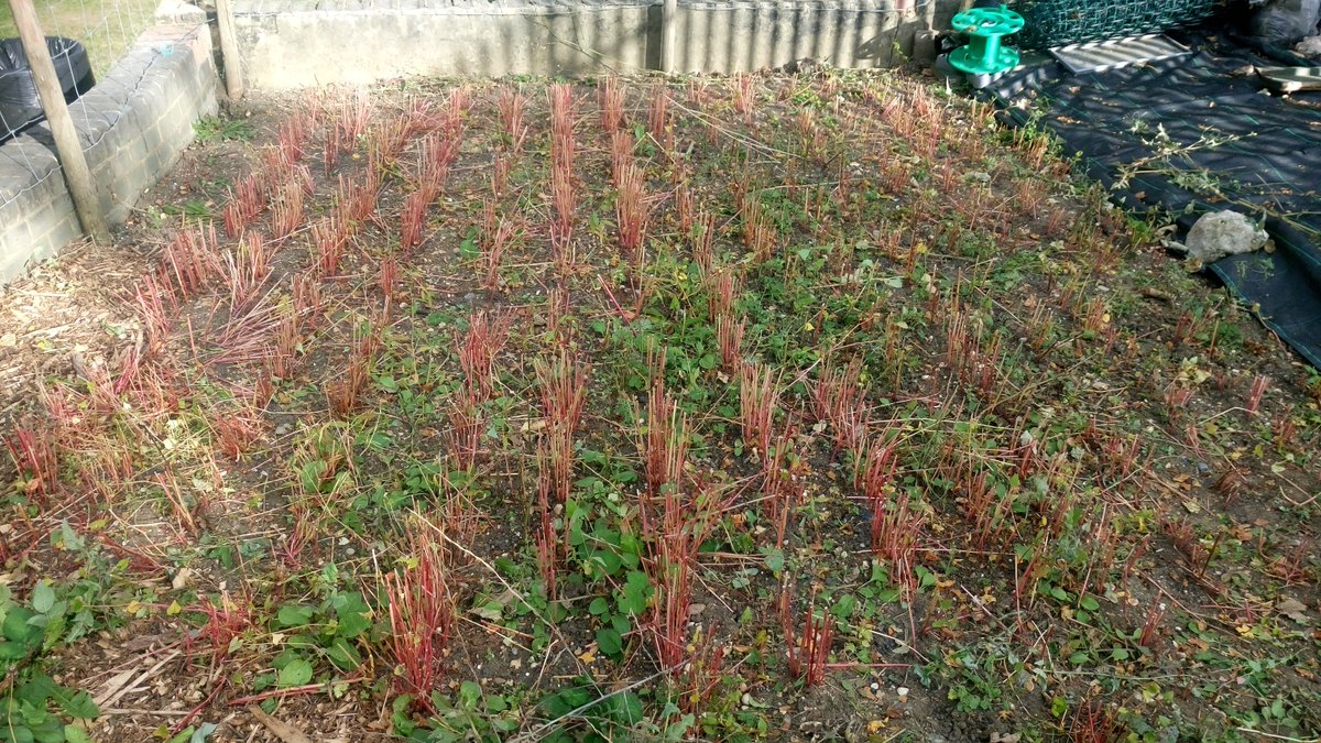WindrushSquare's tweet photo. @brixtonwindmill buckwheat, The story in pictures. Were you waiting for part 2?  Here it is! Full marks for a yummy &amp;stunning looking crop! https://t.co/6PJdbcYrpq