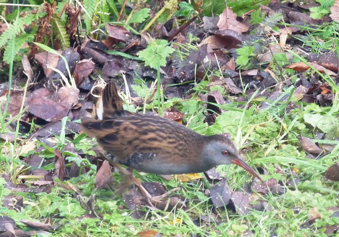 firstleafderek's tweet image. New bird to our garden Water Rail its been with us for a few days. #Brynberian #Pemprokeshire