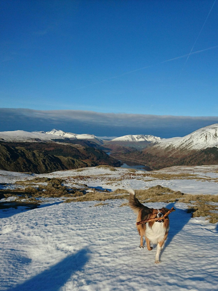 plodthelakes's tweet photo. One happy pooch 🐾 playing in the snow! Steel Fell on Sat. ☀ #LakeDistrict @NotJustLakes @CumbriaWeather @PictureCumbria @BCTGB https://t.co/3g7tFgntMk
